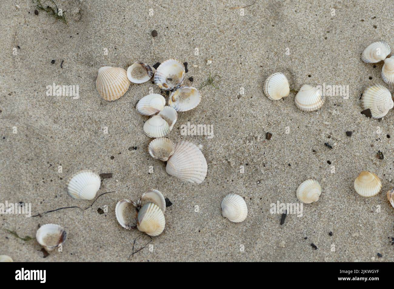 A top view shot of a bunch of white shells at a beach Stock Photo - Alamy