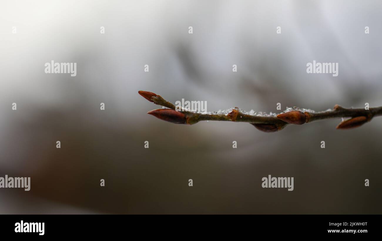 A closeup shot of a tree branch on a blurred foggy background Stock Photo