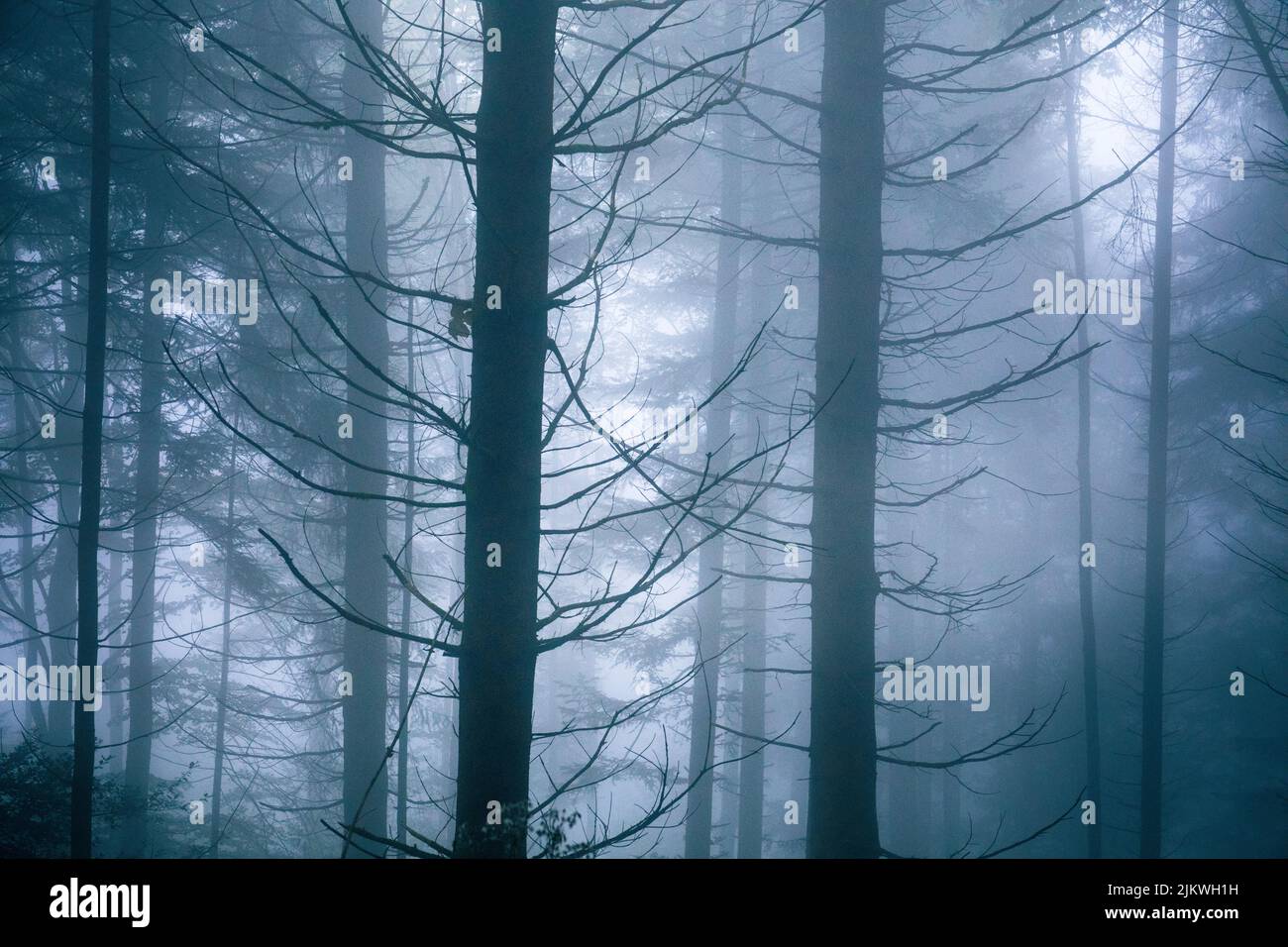 An eerie scenery of trees in the forest covered with fog Stock Photo ...