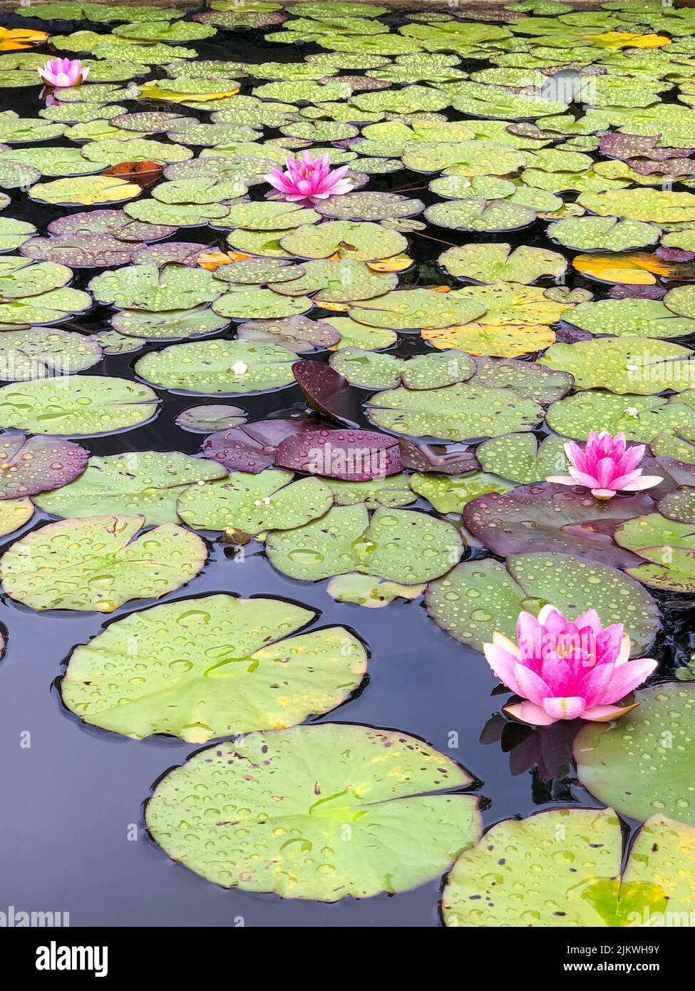 Blooming water lily on water. Densely growing water lily. Pink water