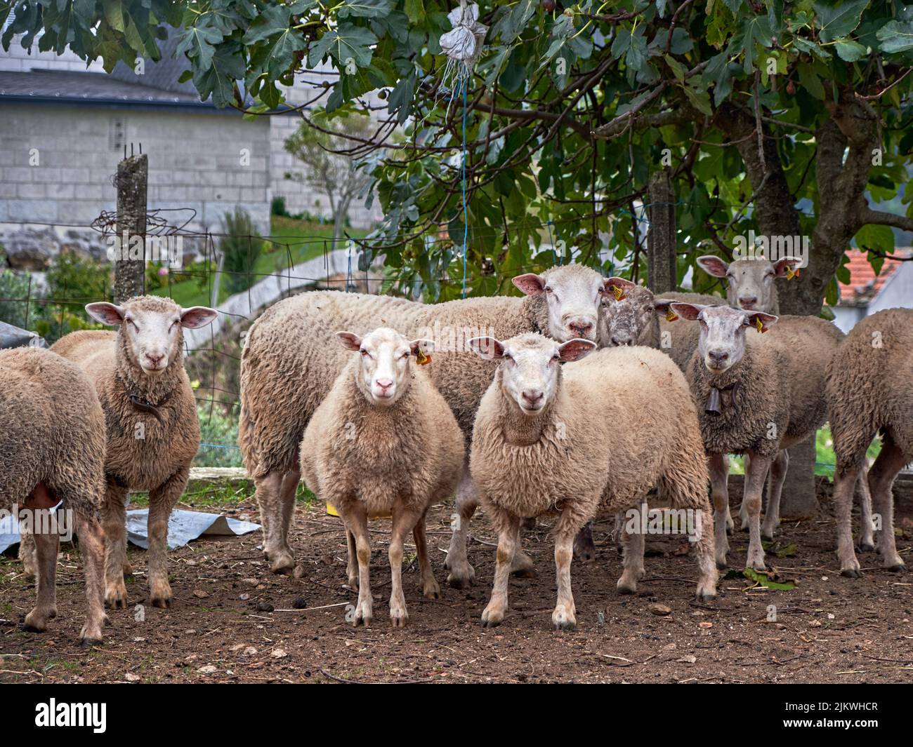 A herd of sheep in a farm Stock Photo