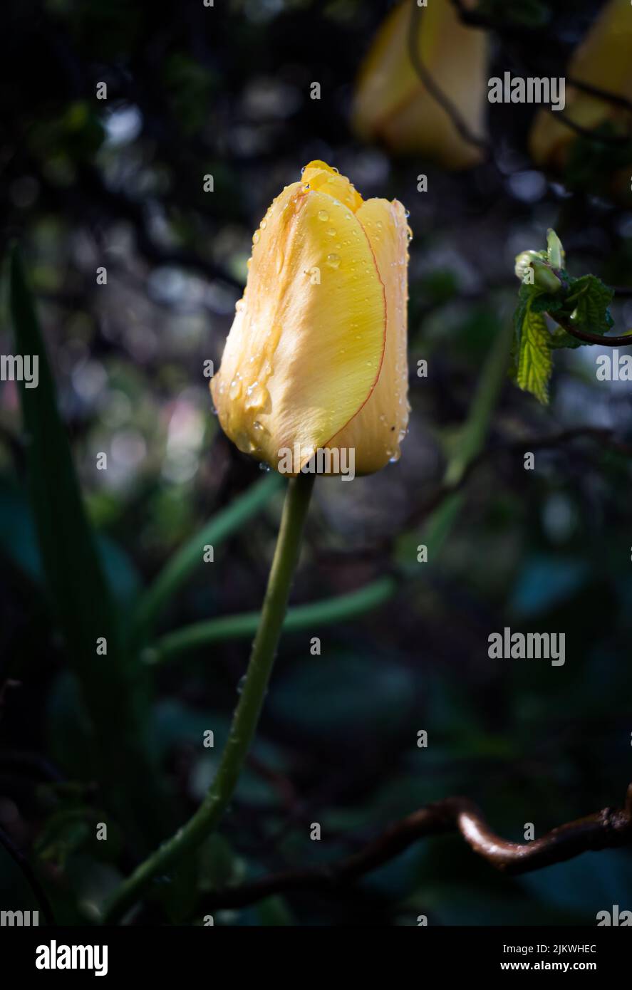 A vertical closeup of the yellow garden tulip Stock Photo - Alamy