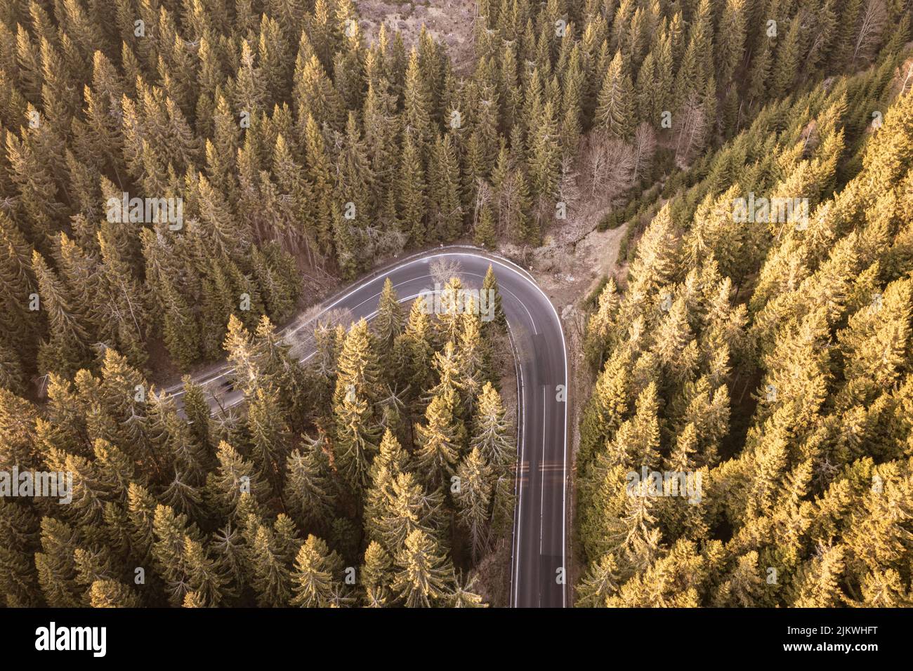 Aerial view on a road surrounded by coniferous trees Stock Photo - Alamy