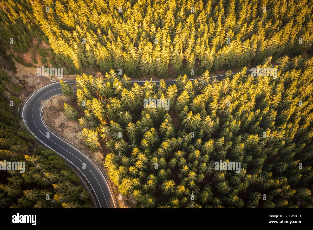 Aerial view on a road surrounded by coniferous trees Stock Photo - Alamy