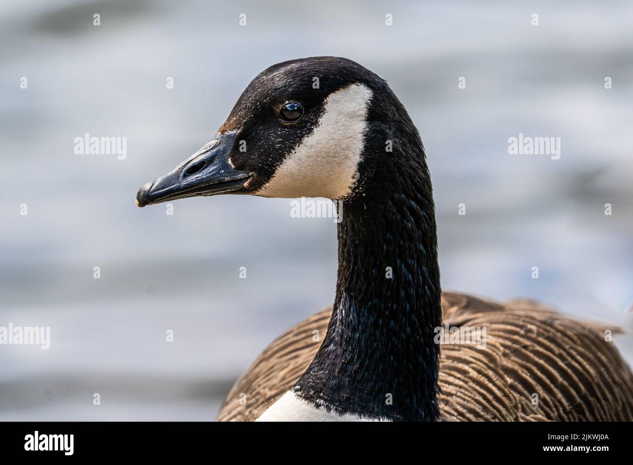 A closeup of the Canada goose, Branta canadensis. Stock Photo