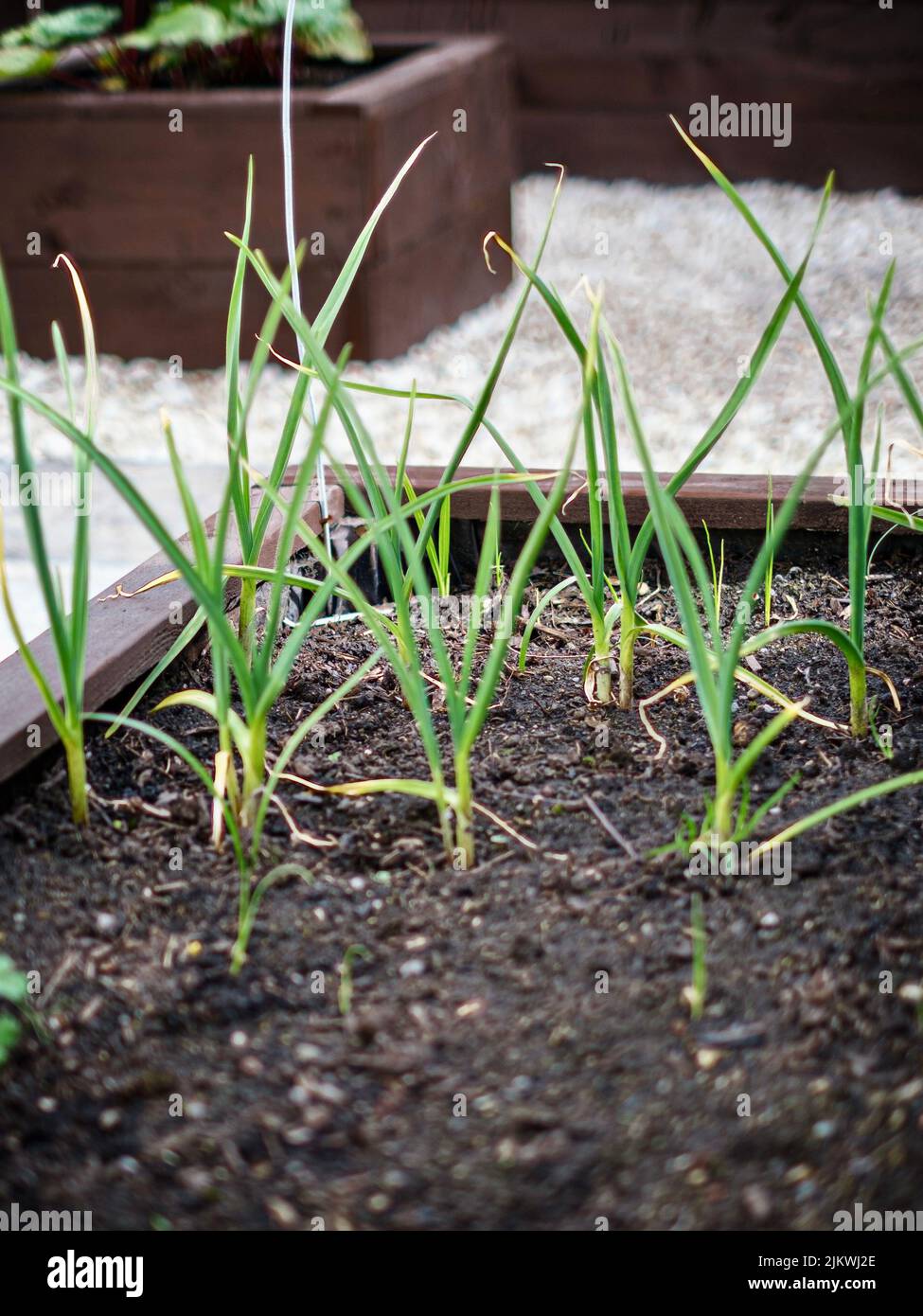 A vertical closeup of the garlic bulbs sprouting in a wooden planter