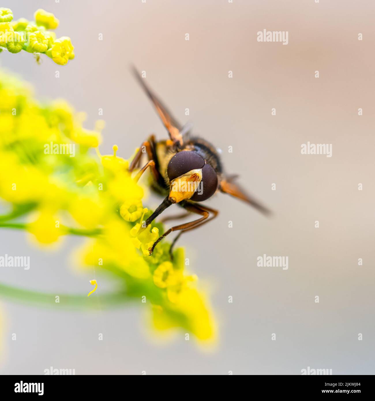 Fennel honey hires stock photography and images Alamy