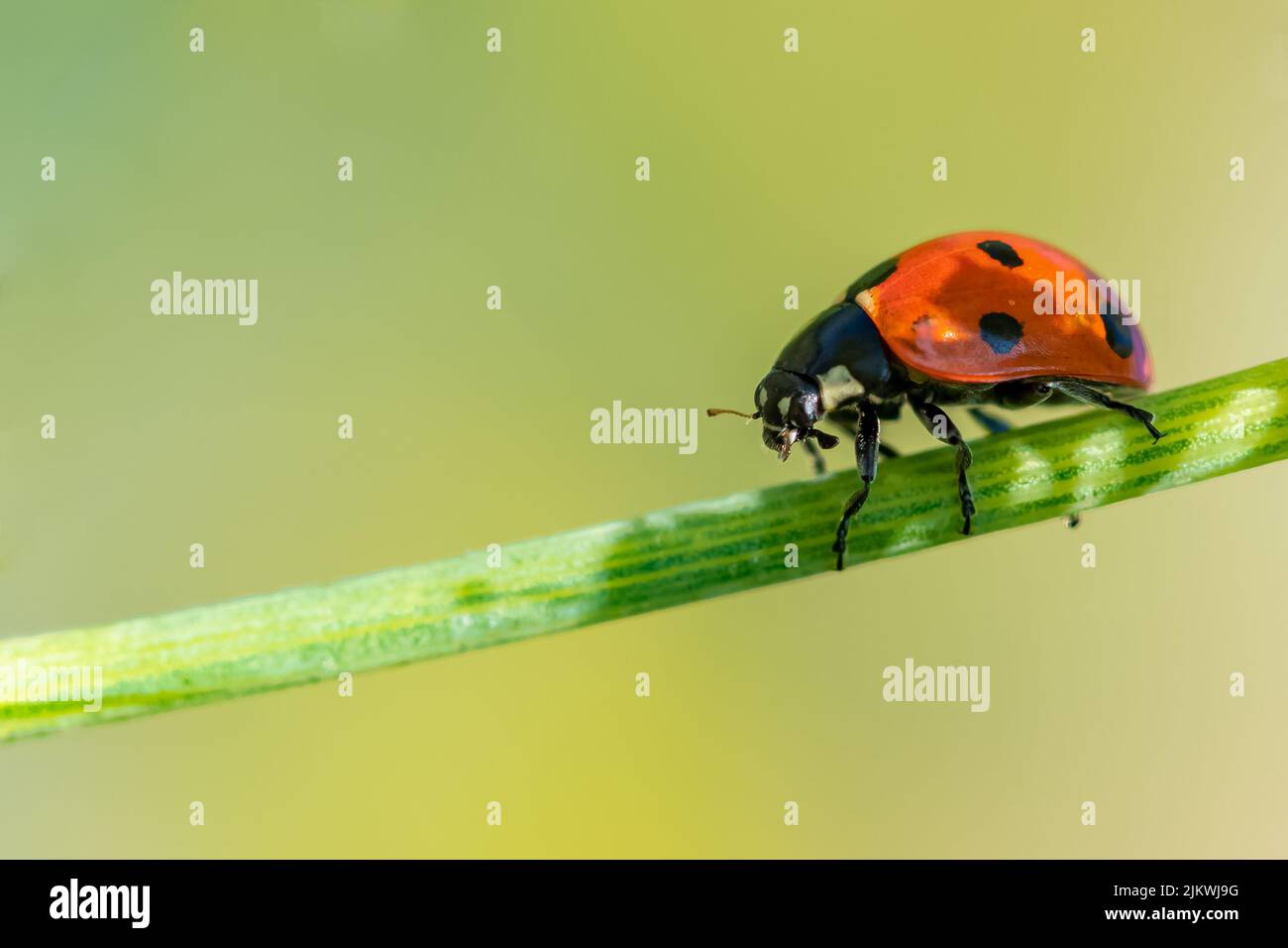 seven-spot ladybird, black and orange insect on a fennel stem Stock ...