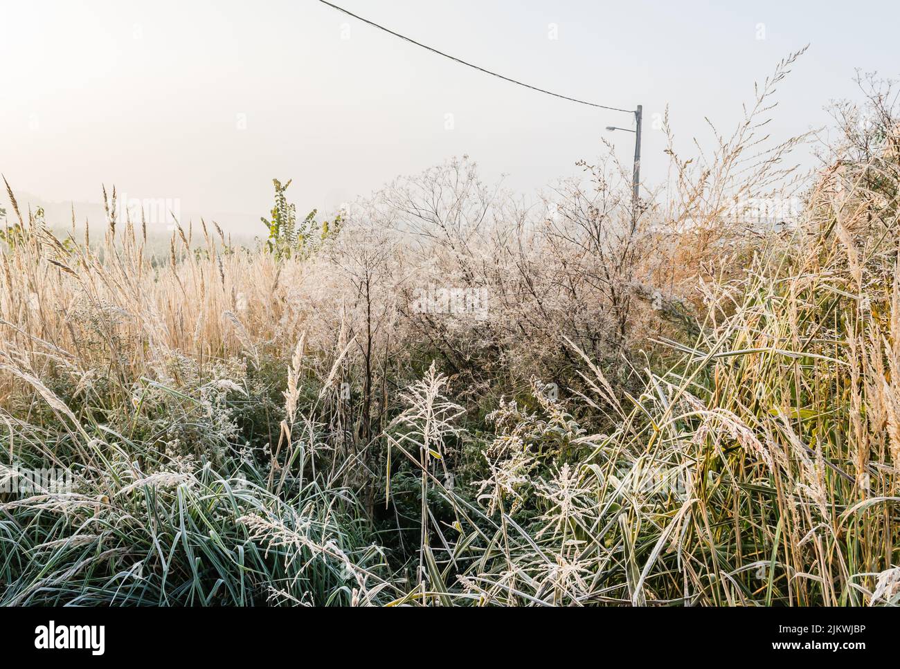 Frost in the early morning on dry meadow plants Stock Photo - Alamy