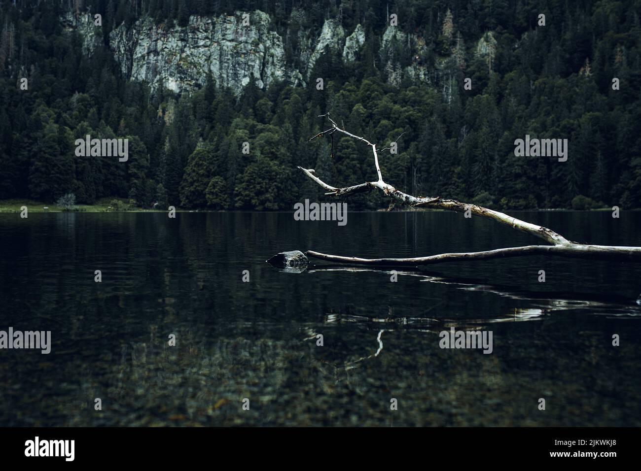 A beautiful mysterious scene of an old tree on the lake surface under