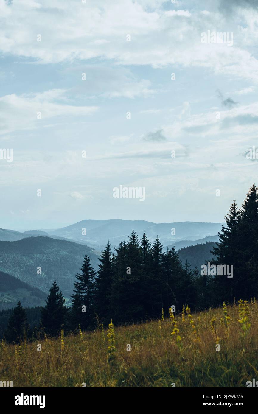 A breathtaking scene of a meadow on a hill above a dark forest in the mountains Stock Photo