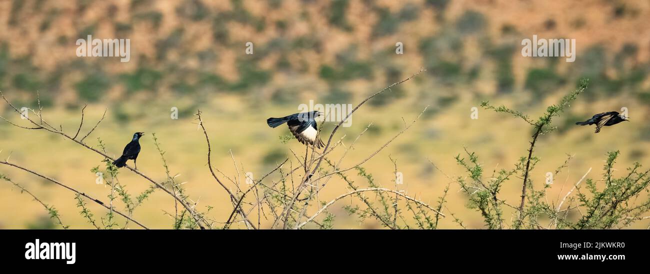 pale winged starling, Onychognathus nabouroup, black bird flying in the desert in Namibia Stock Photo