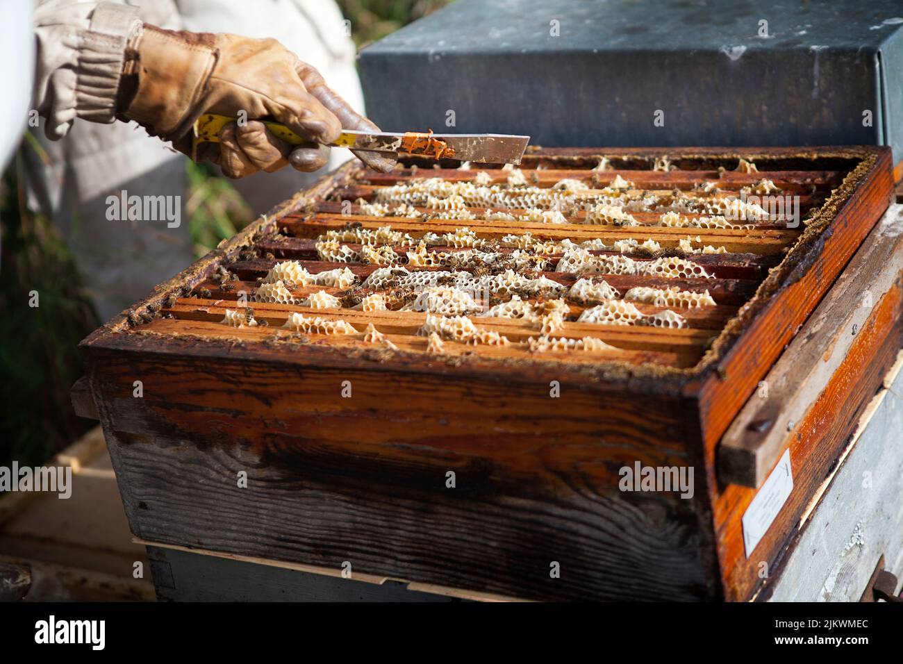 Harvesting honey from a beekeeper in France Stock Photo Alamy