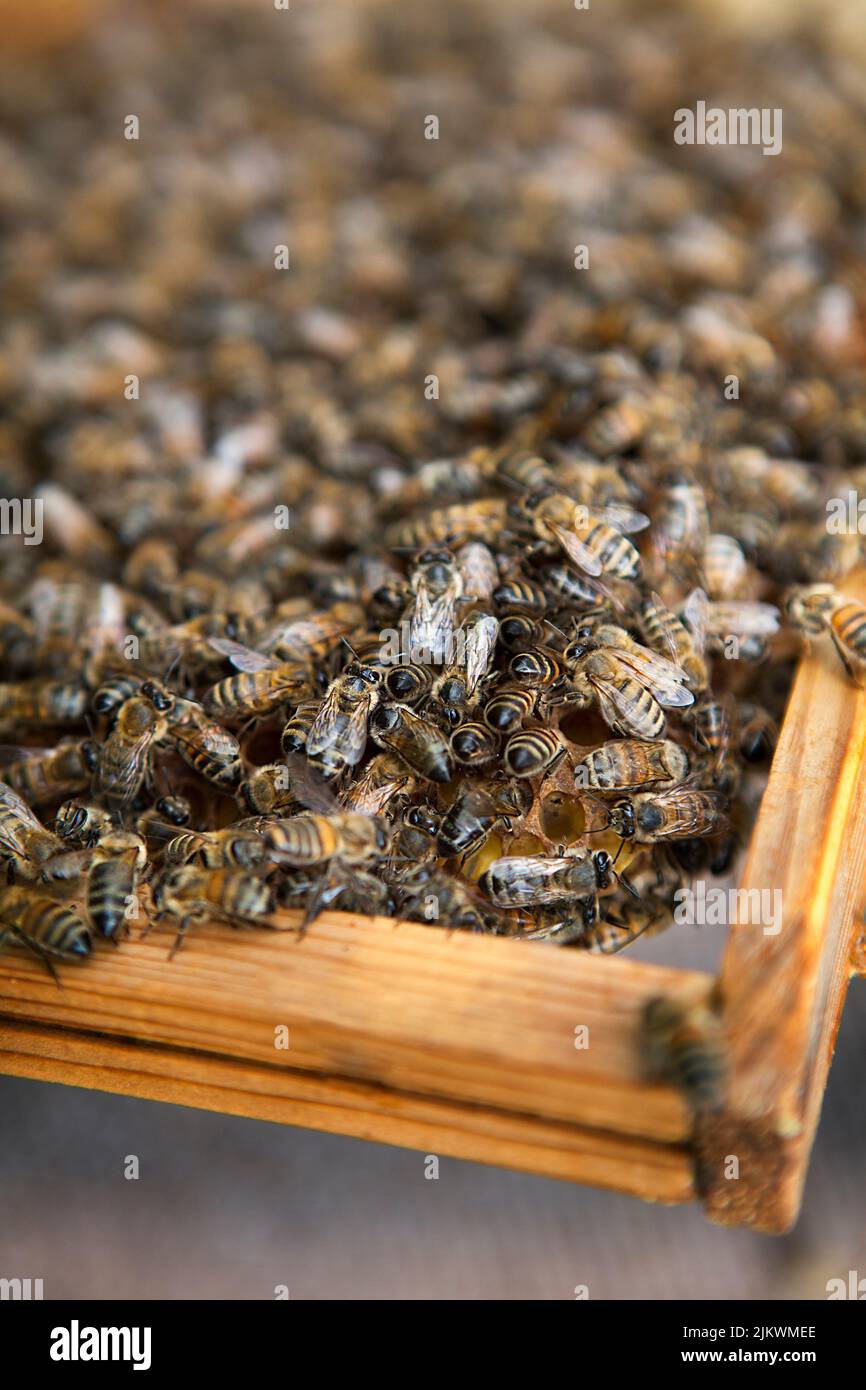 Harvesting honey from a beekeeper in France Stock Photo Alamy