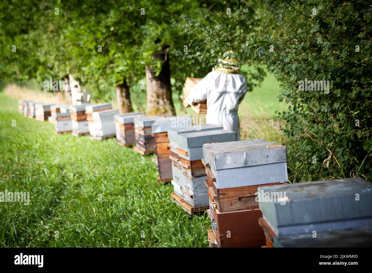 Harvesting honey from a beekeeper in France Stock Photo Alamy