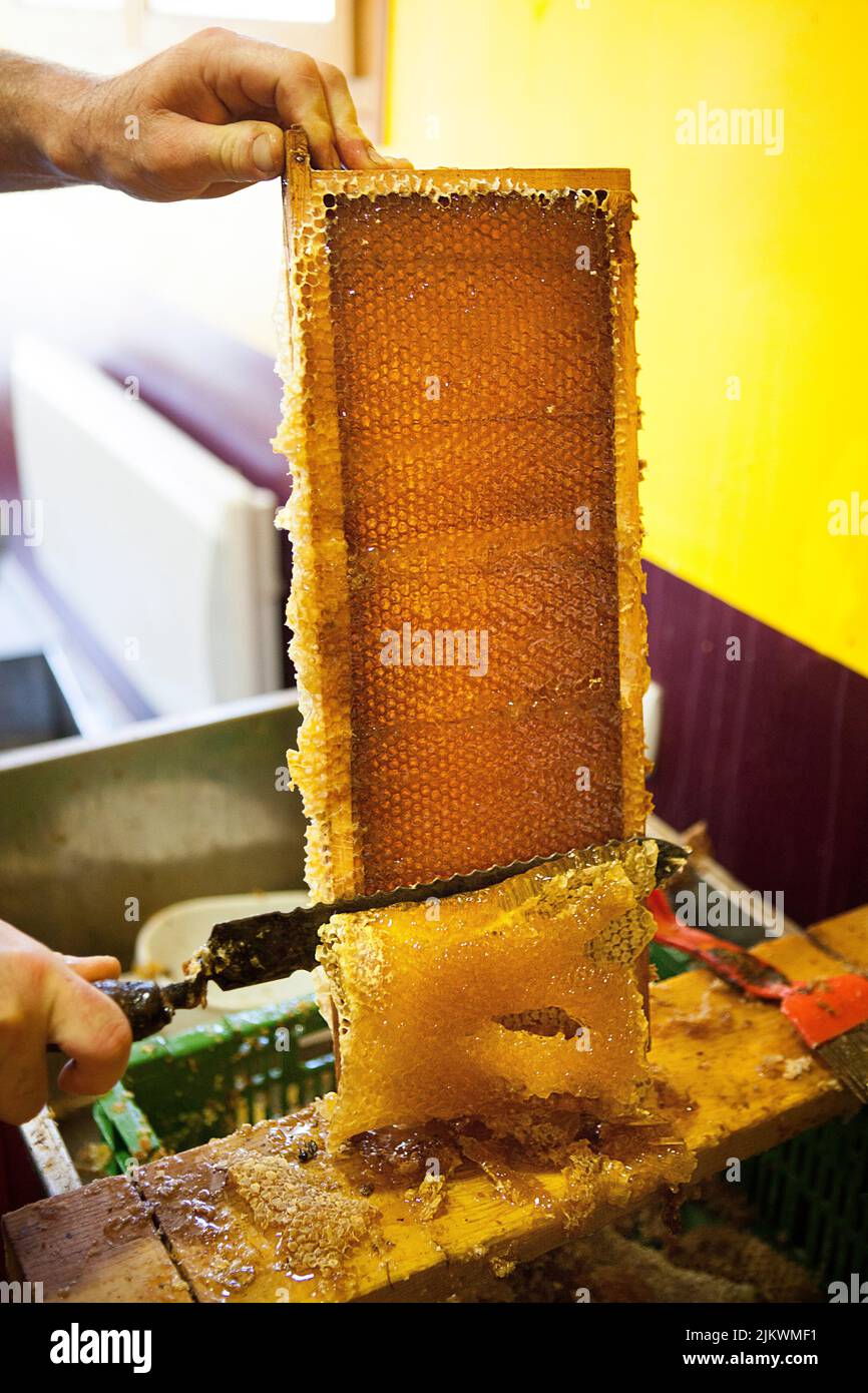 Harvesting honey from a beekeeper in France Stock Photo Alamy