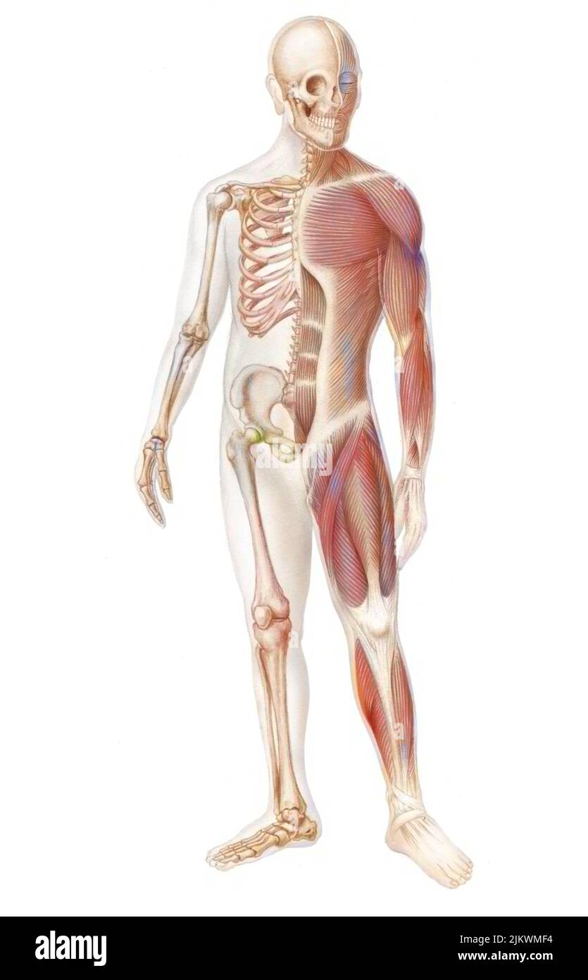 Skeleton and muscular system of a human body. Stock Photo