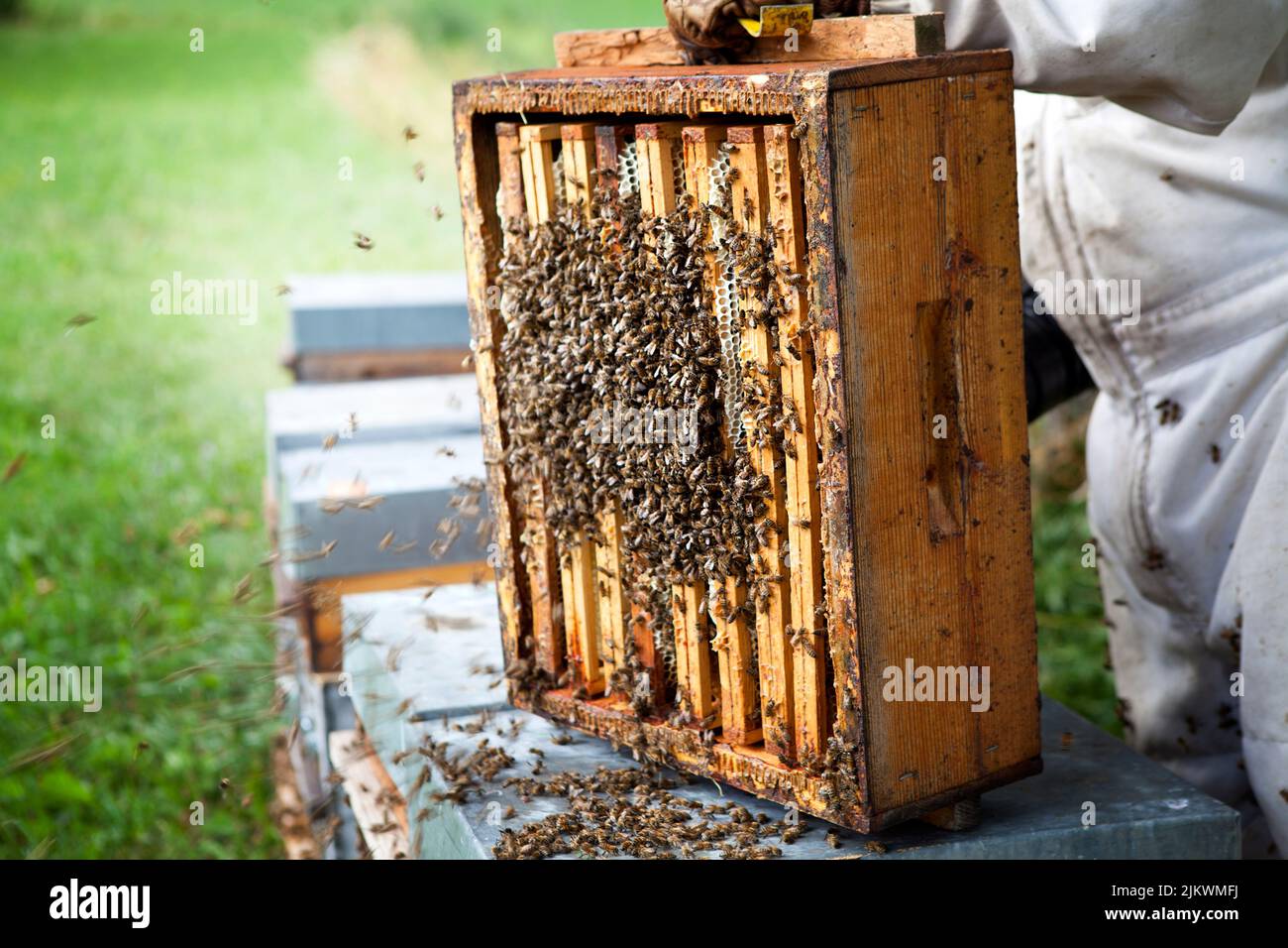 Harvesting honey from a beekeeper in France Stock Photo Alamy