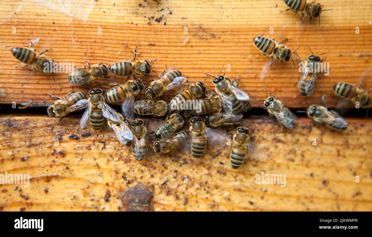 Harvesting honey from a beekeeper in France Stock Photo Alamy