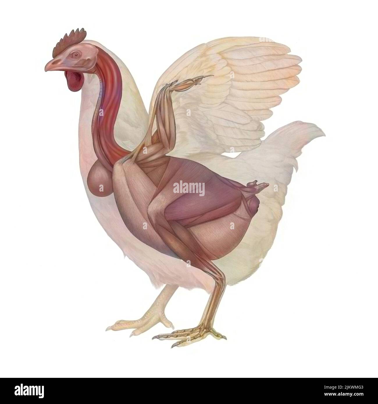 Chicken anatomy with its muscular system. Stock Photo