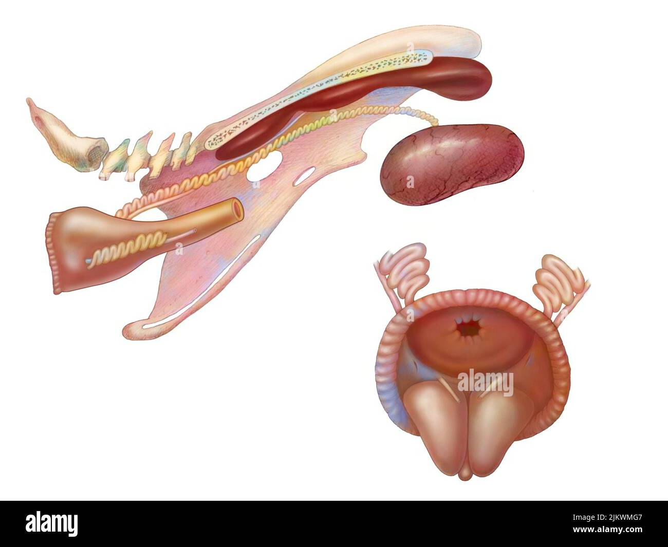 Rooster reproductive system anatomy with kidneys ureters Stock Photo