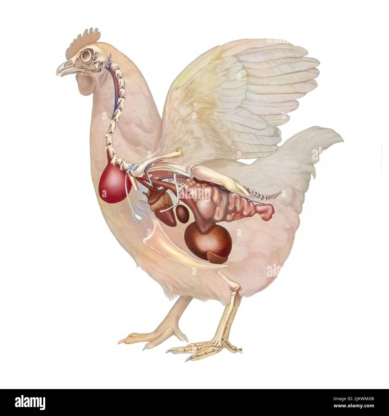 Bird gizzard hi-res stock photography and images - Alamy