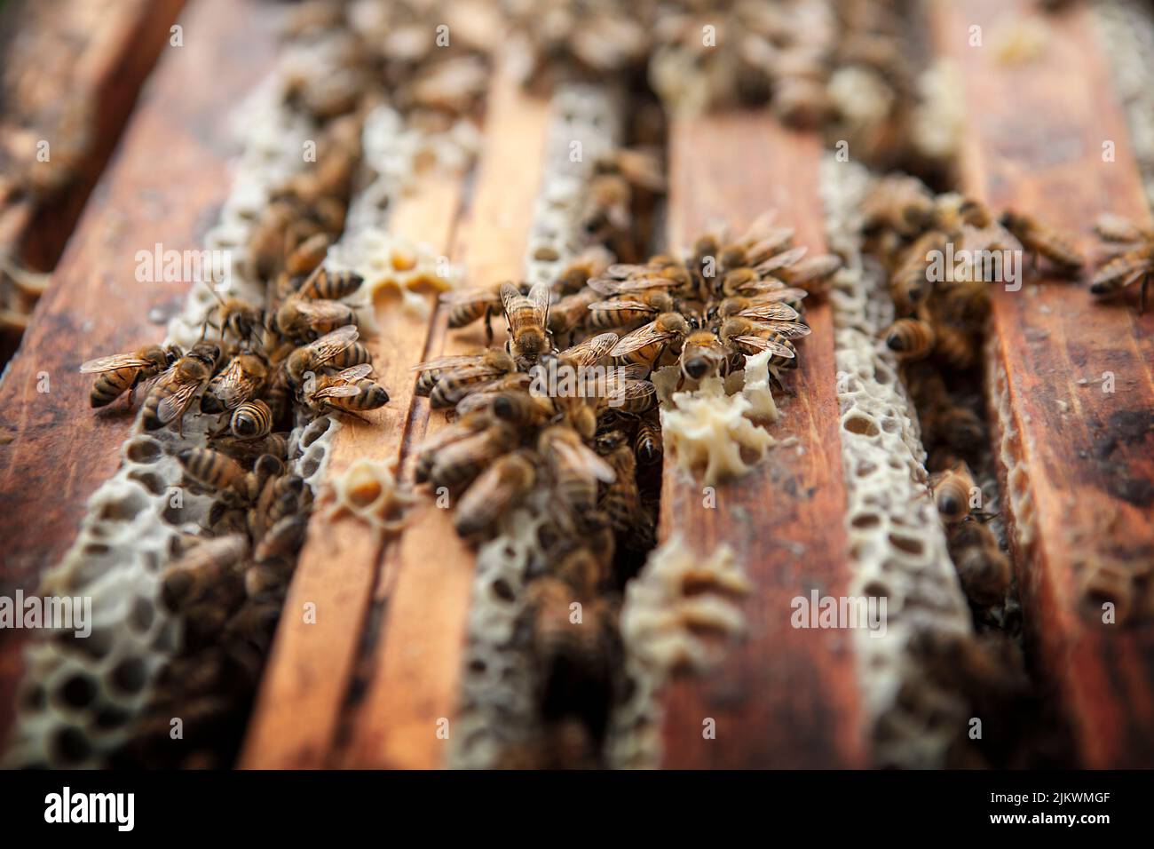 Harvesting honey from a beekeeper in France Stock Photo Alamy