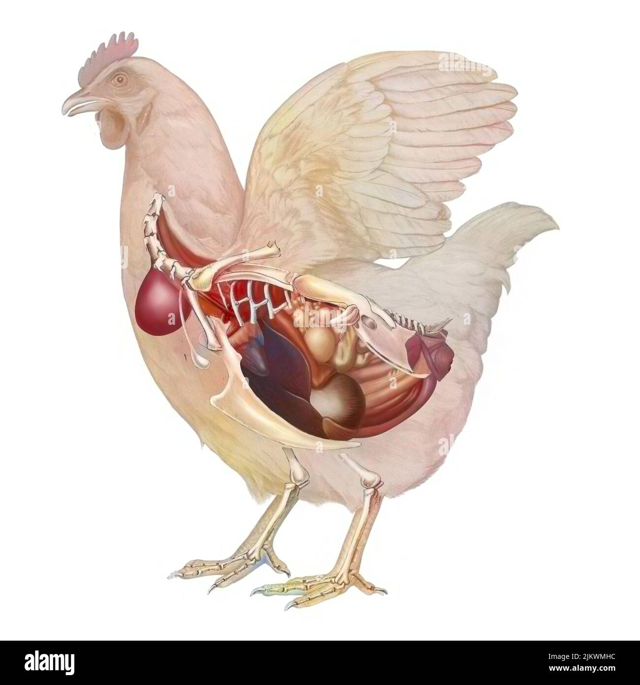 Anatomy Of Hen