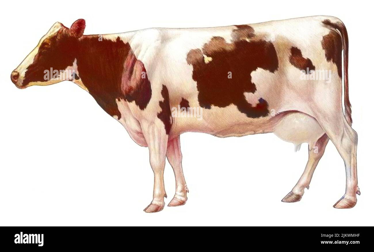 Representation of a domestic cow on a white background. Stock Photo