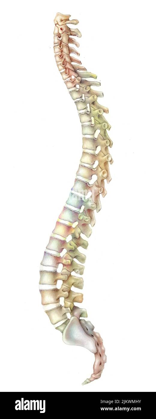 Spine made up of vertebrae (cervical, thoracic, lumbar), sacrum and coccyx. Stock Photo