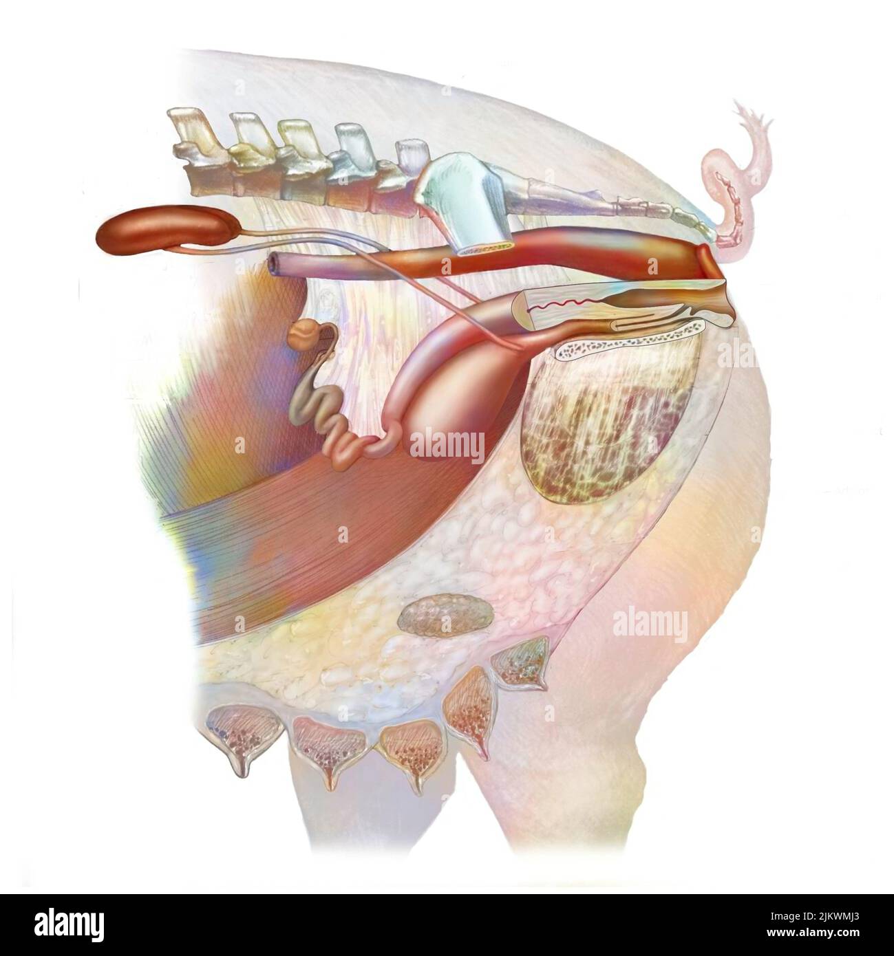 Anatomy of the urogenital system of a sow with kidneys, ureter, bladder ...