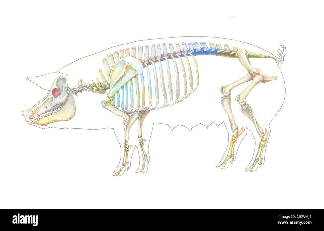 Representation of the bone system of a pig on a white background Stock