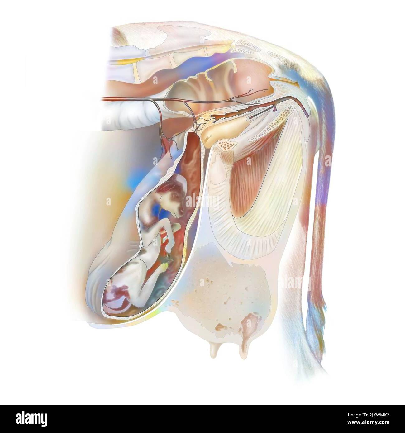 Reproductive system of a pregnant cow Stock Photo - Alamy