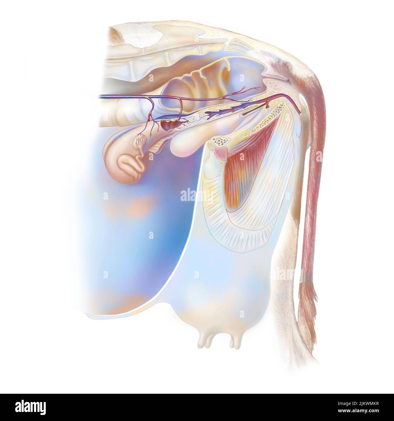 Cow reproductive system anatomy with vagina, bladder Stock Photo - Alamy