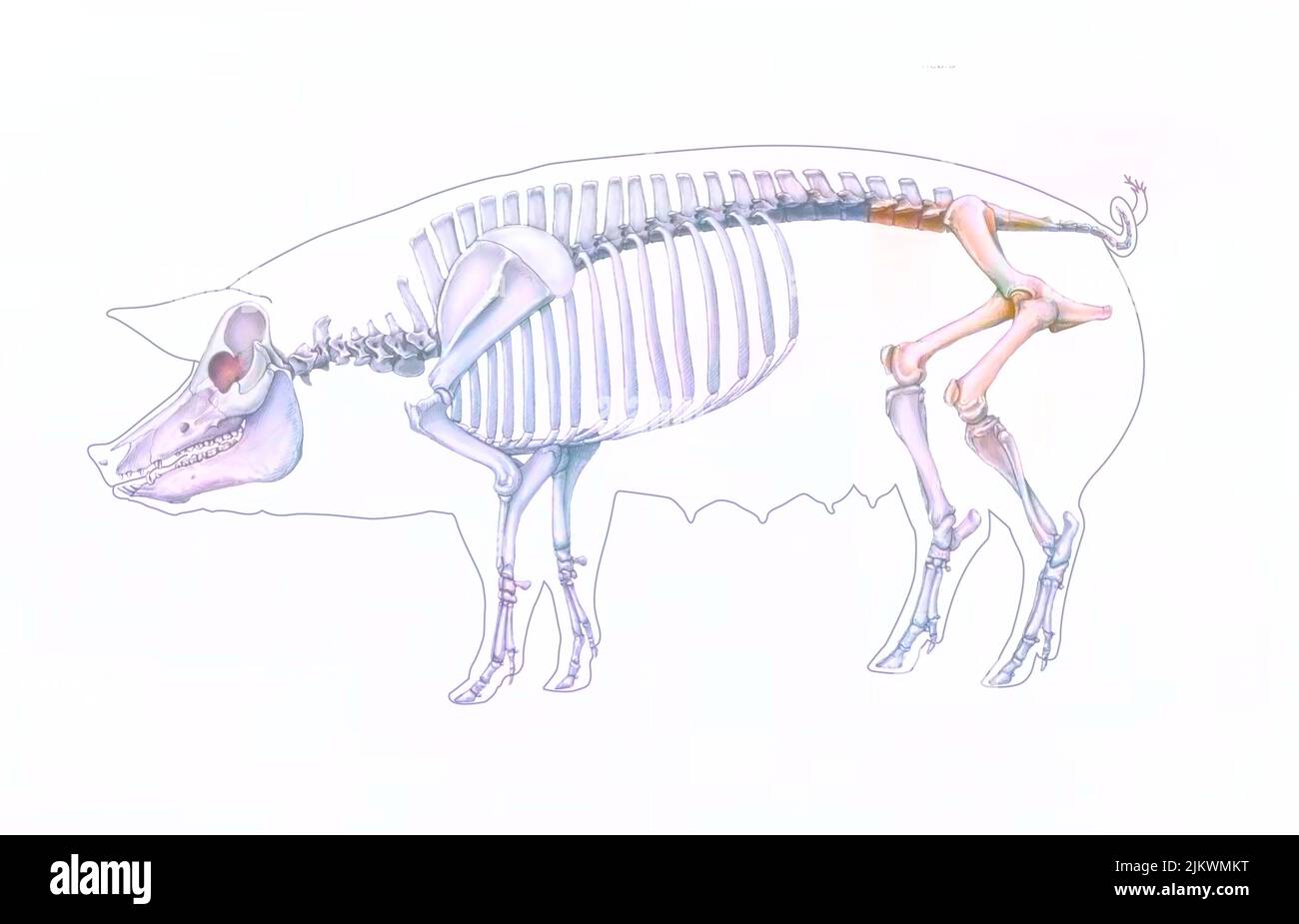 Representation of the bone system of a pig on a white background Stock Photo Alamy
