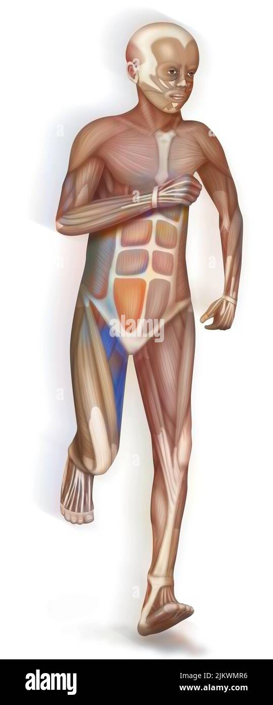 Muscle structure of a running child. Stock Photo