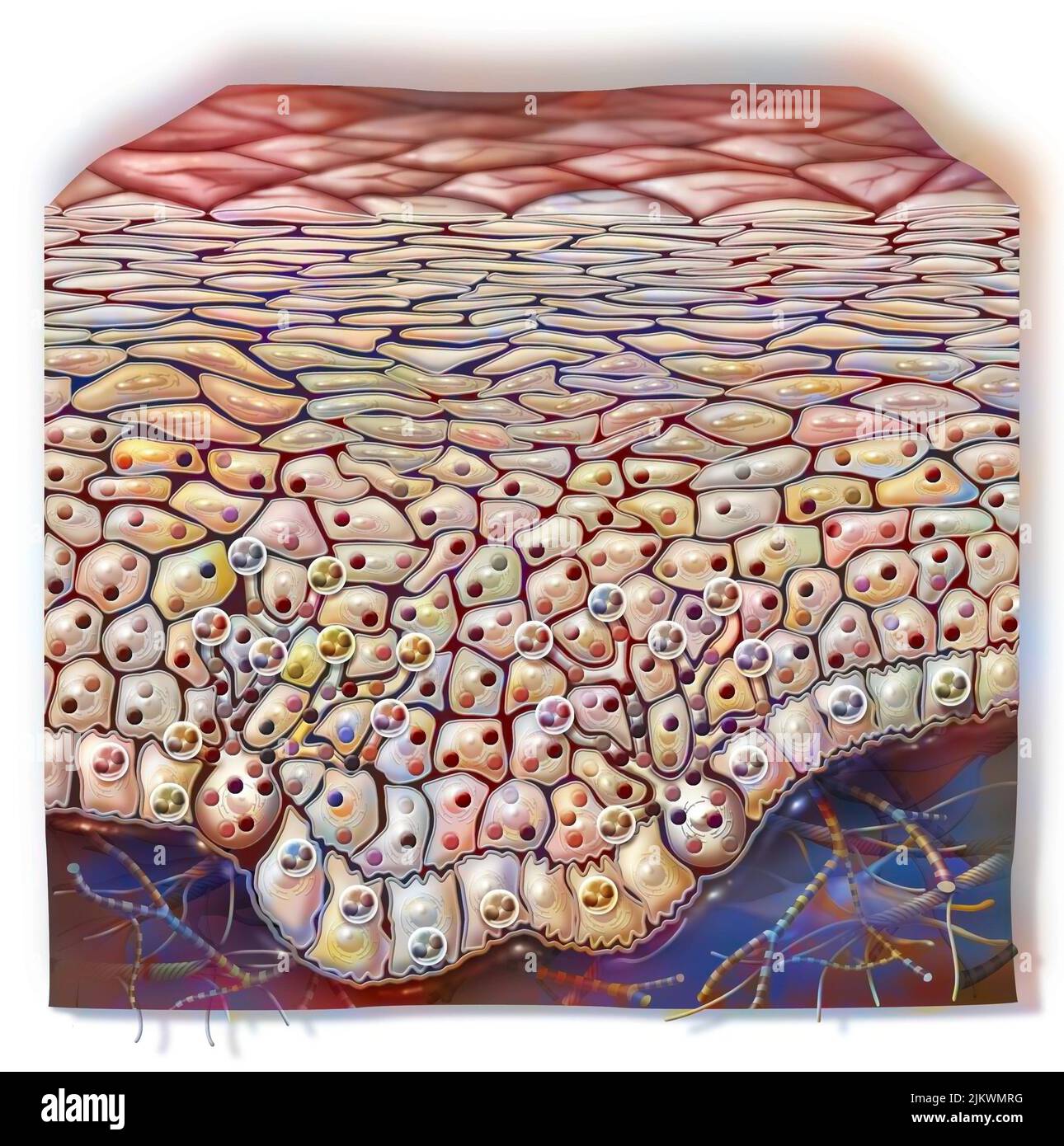 White skin where the melanocyte secretes little melanin Stock Photo - Alamy