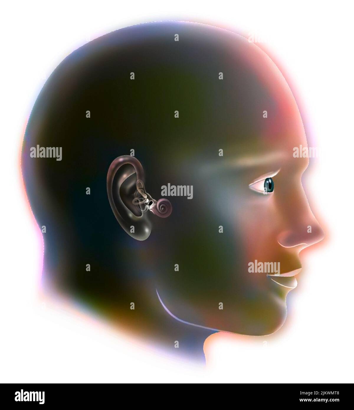 Inner ear (organ of hearing) and vestibular system. Stock Photo