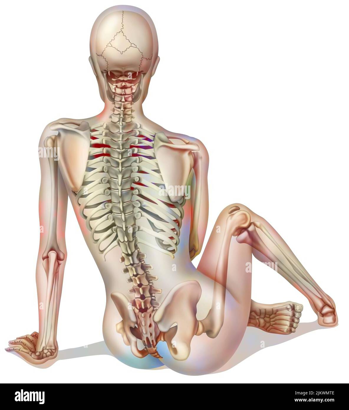 Bone system: female skeleton seen from the back. Stock Photo