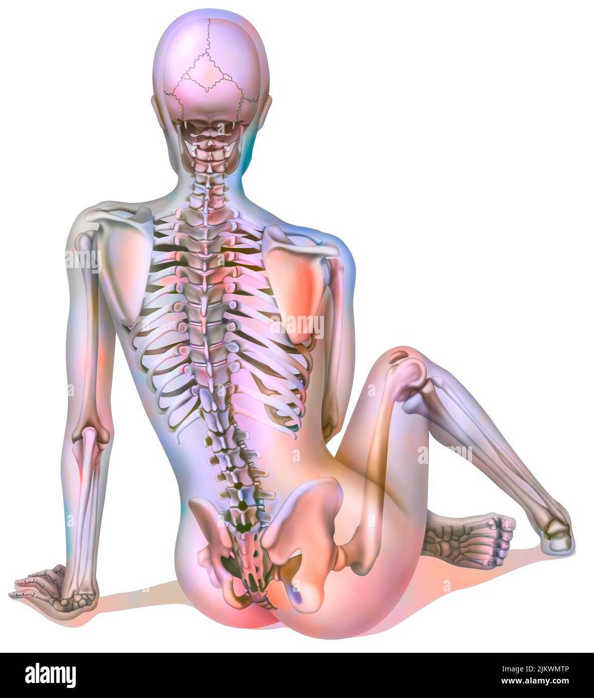 Bone system: female skeleton seen from the back. Stock Photo
