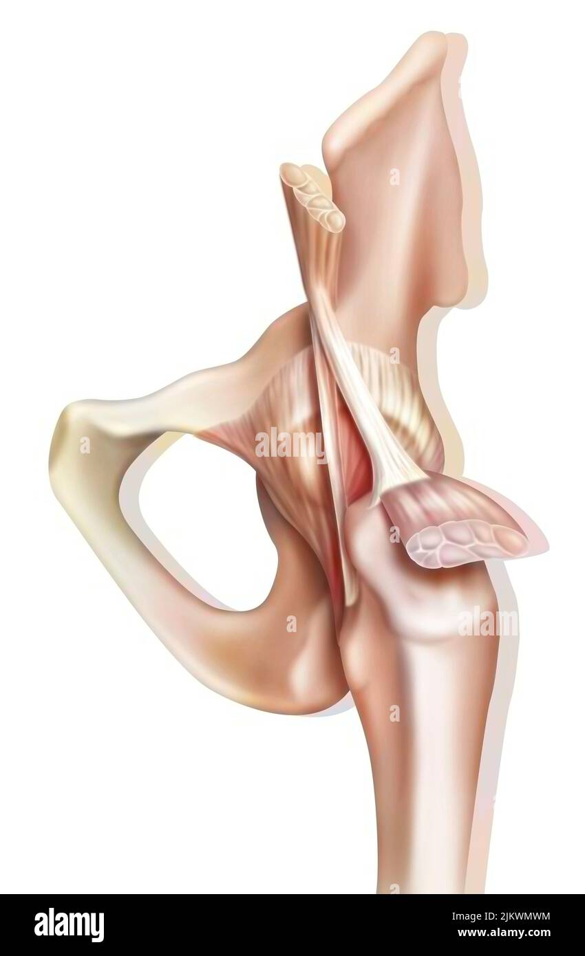 Anatomy of the coxofemoral (hip) joint with muscles, tendons. Stock Photo