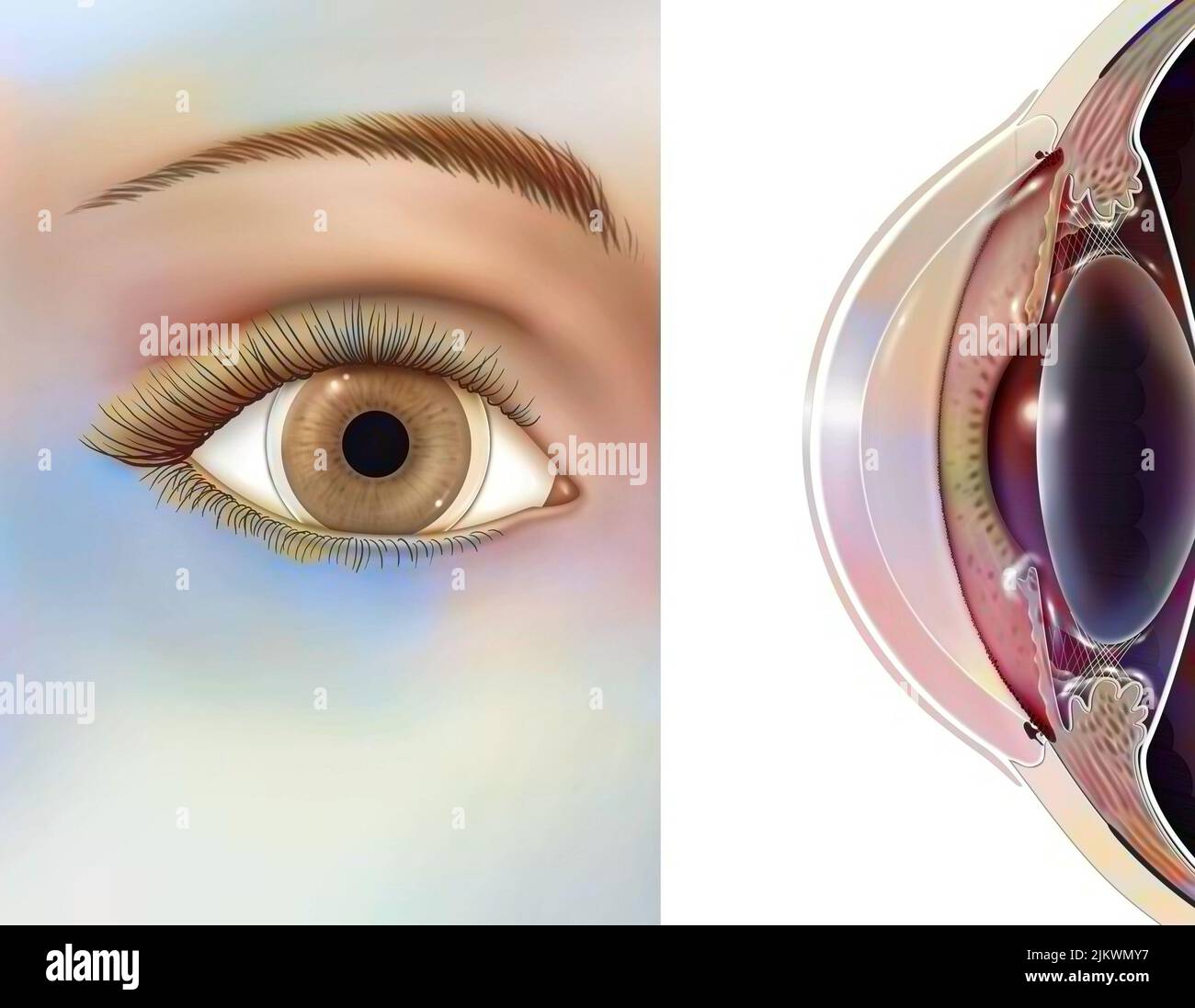 Eye: position and size of soft lenses. Stock Photo