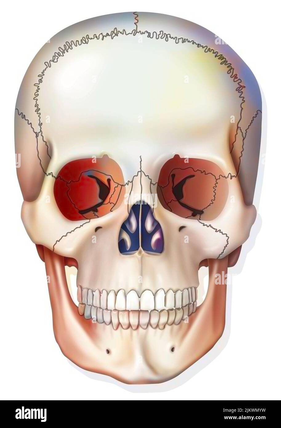 Bone system: human skull with jawbone, eye sockets. Stock Photo