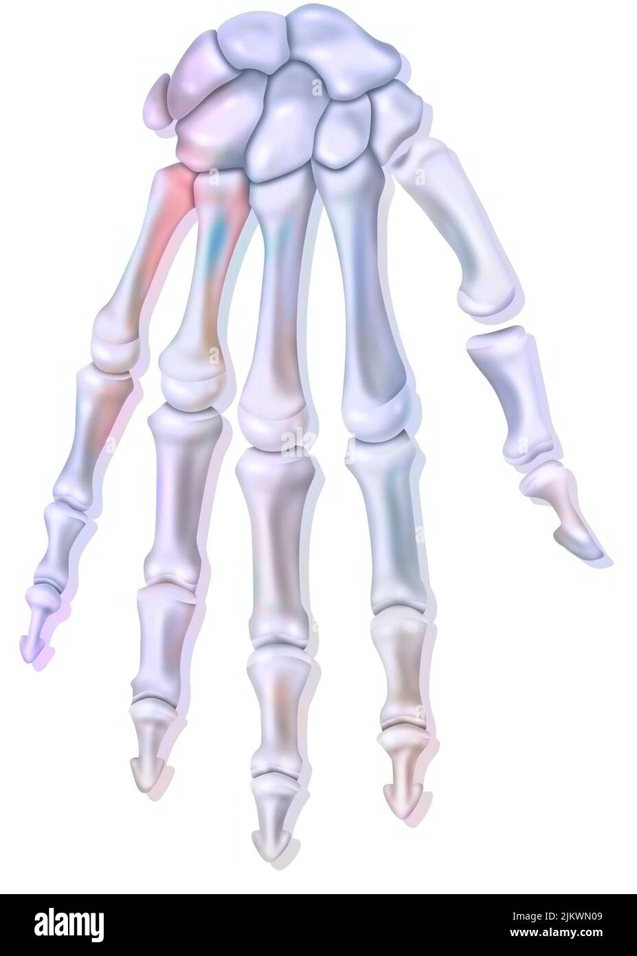 Bones of the right hand in dorsal view. Stock Photo