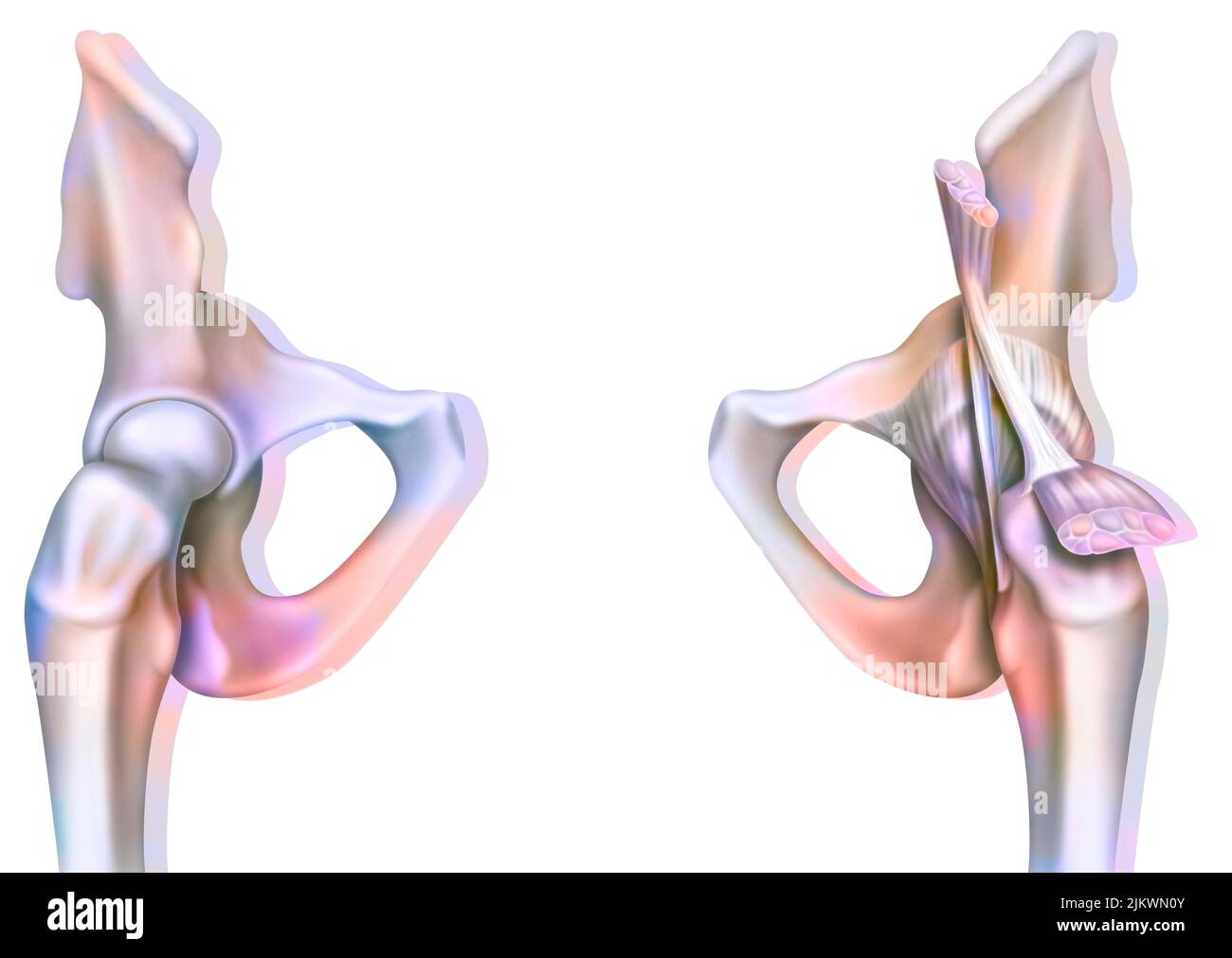 Bone joint of the hip without and with the coxofemoral joint capsule. Stock Photo