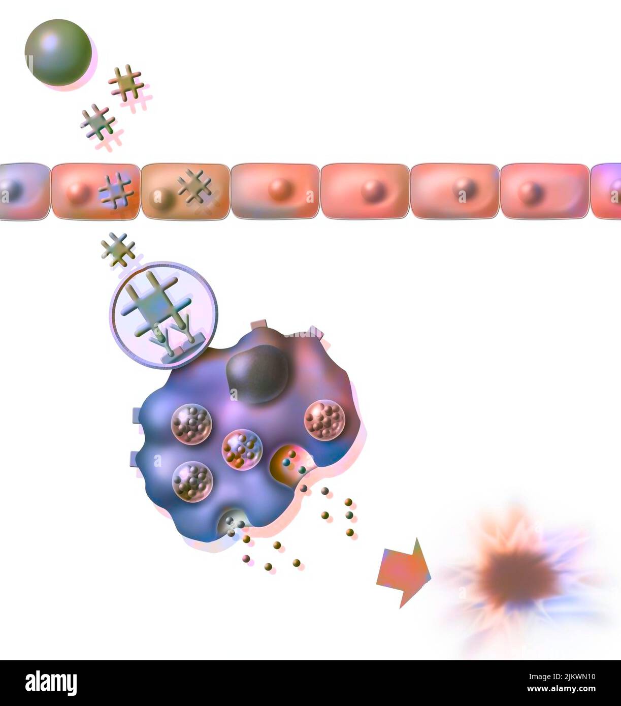 Allergic reaction to pollen: triggering phase of the allergy (second contact). Stock Photo