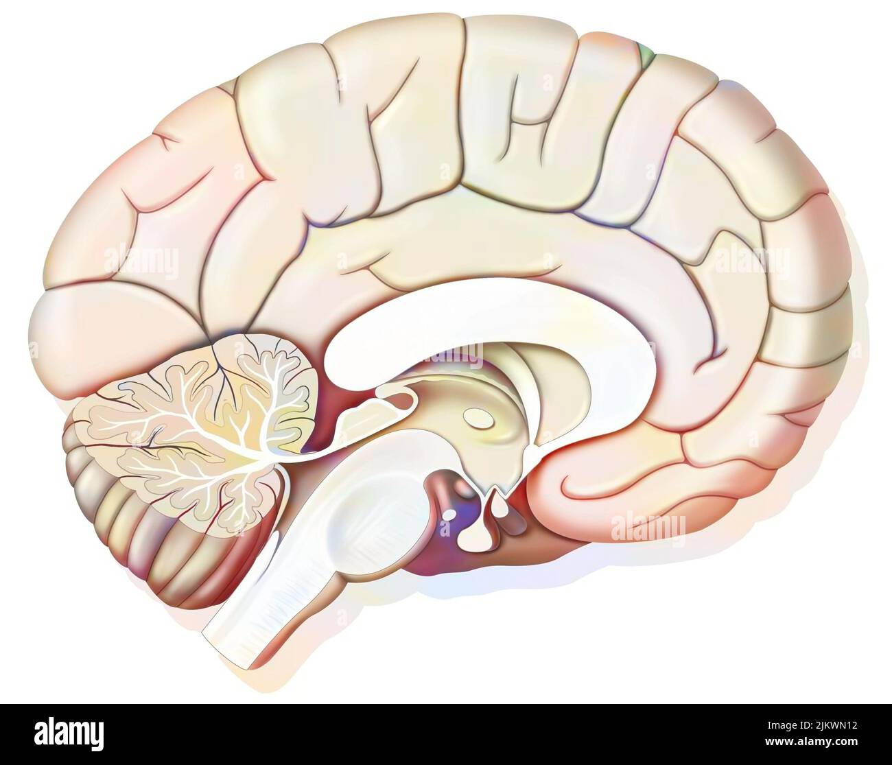 Mid sagittal section of the human brain showing the hypothalamus. Stock Photo