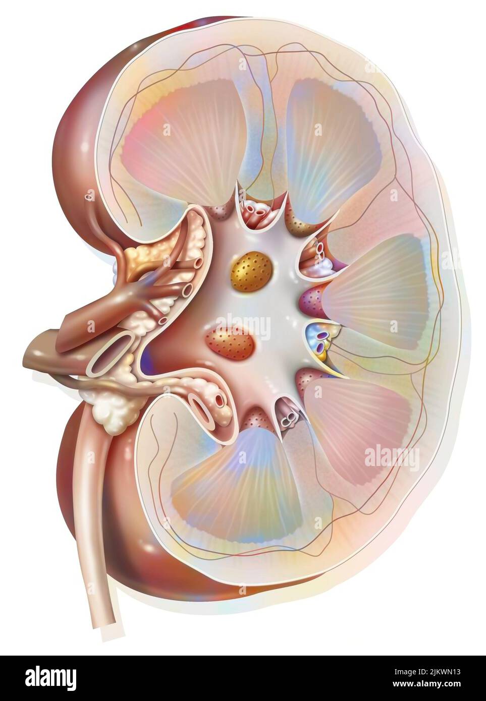 Sagittal section of the left kidney with the renal arteries and veins. Stock Photo