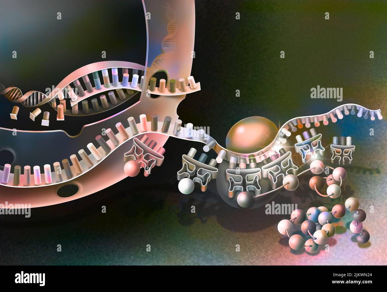 Transcription of DNA into messenger RNA and its translation. Stock Photo