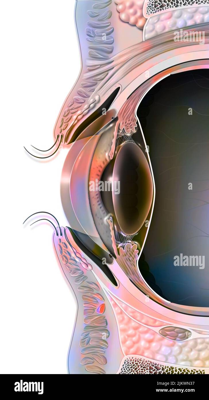 Median sagittal section of the eye and eyelid. Stock Photo